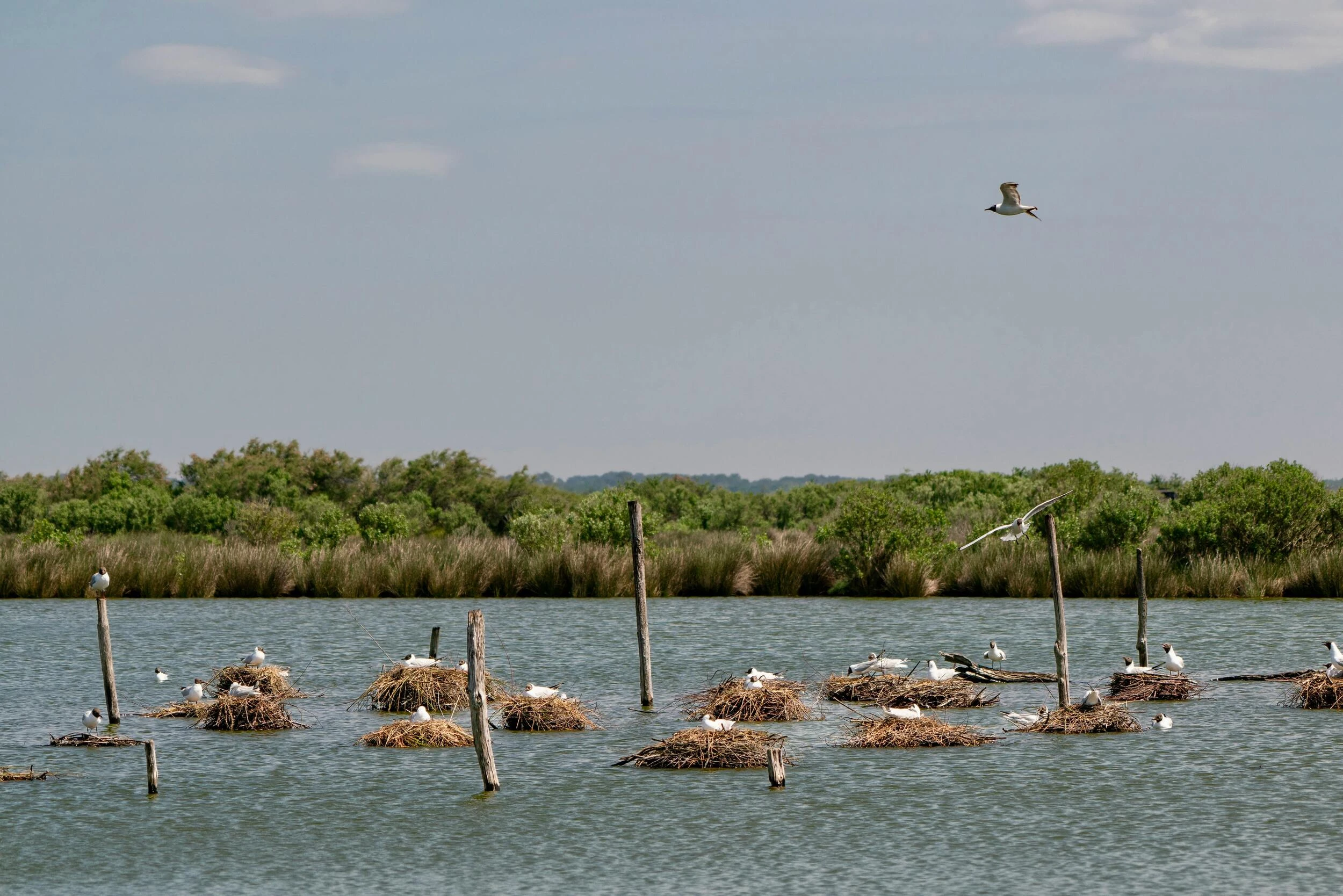 Île aux oiseaux - Arca Ferret balade en bateau - Bassin d'Arcachon